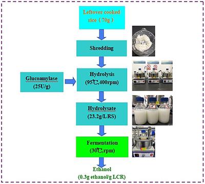 Effects of Enzyme Volumes on Hydrolysis and Fermentation for Ethanol Production From Leftover Cooked Rice